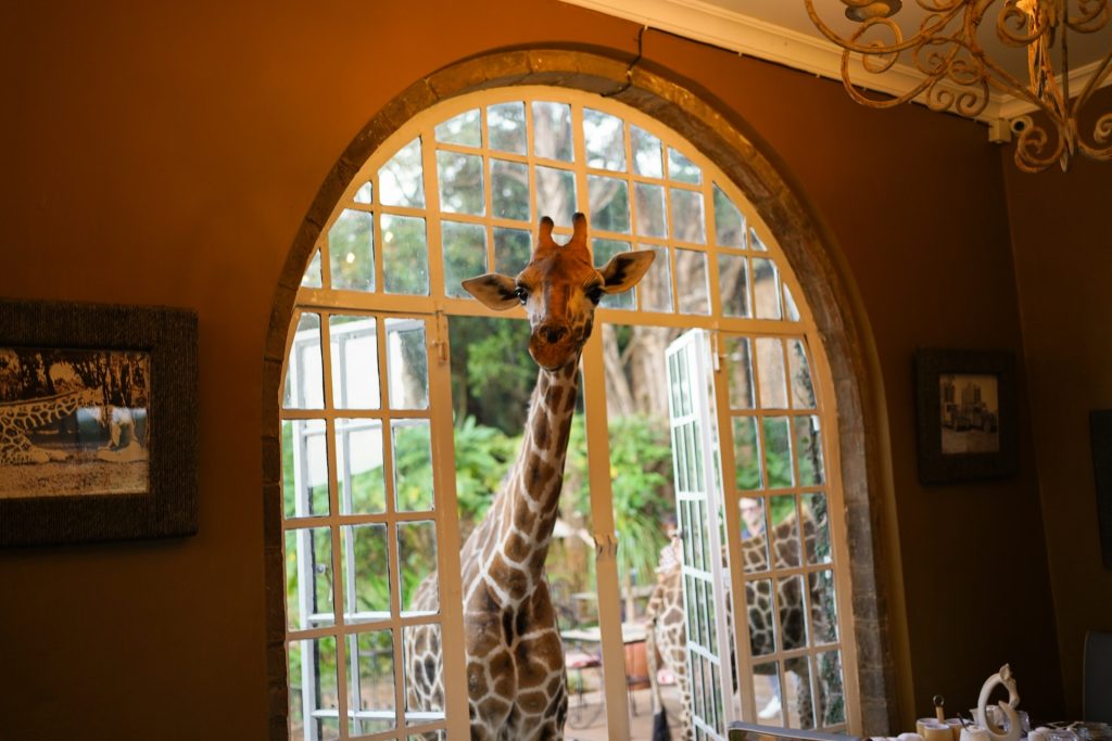 케냐 나이로비의 테마 호텔인 Giraffe Manor 호텔 사진. 기린 한마리가 호텔 정문에 있다. 