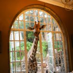 케냐 나이로비의 테마 호텔인 Giraffe Manor 호텔 사진. 기린 한마리가 호텔 정문에 있다.