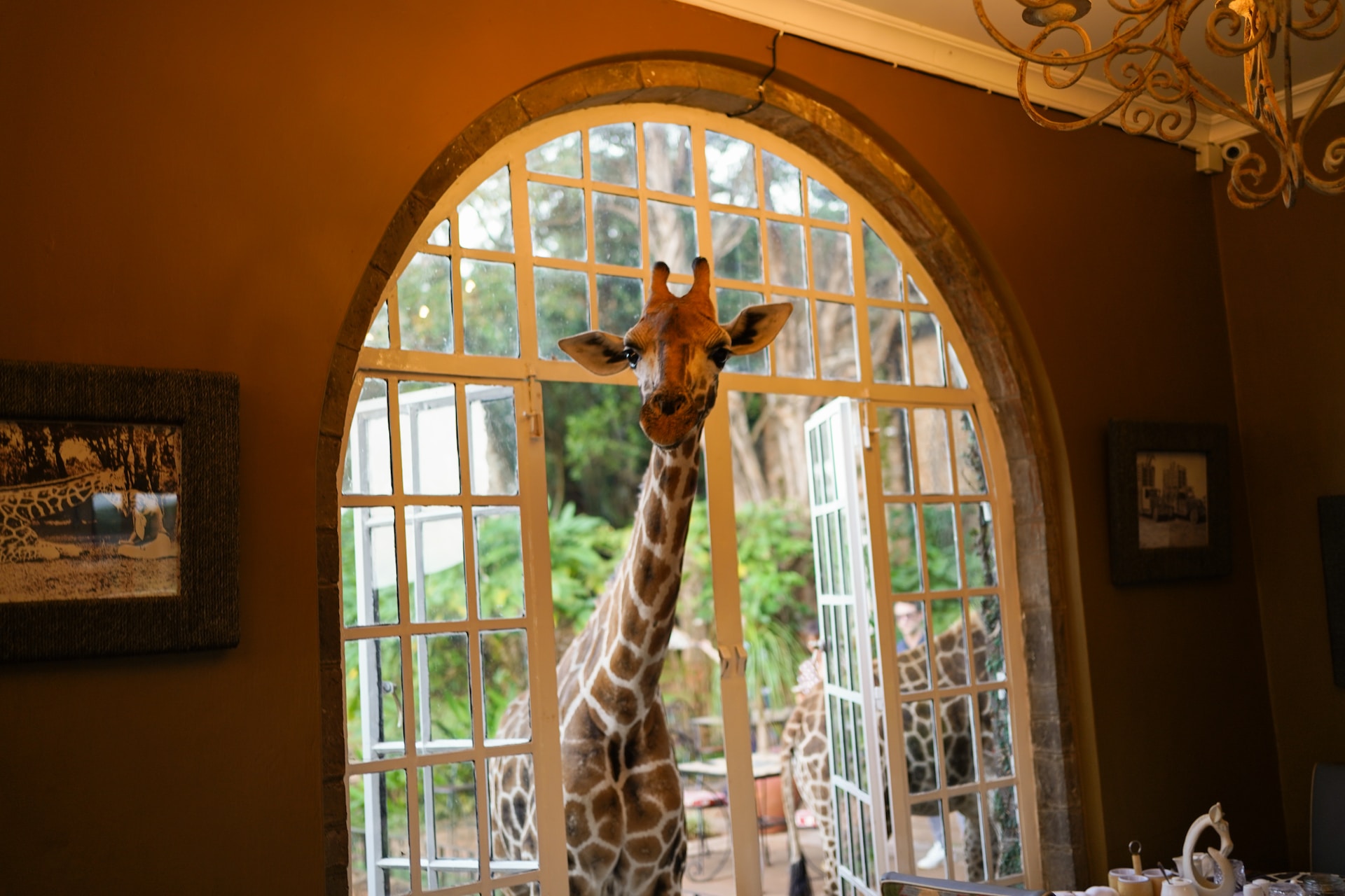 케냐 나이로비의 테마 호텔인 Giraffe Manor 호텔 사진. 기린 한마리가 호텔 정문에 있다.